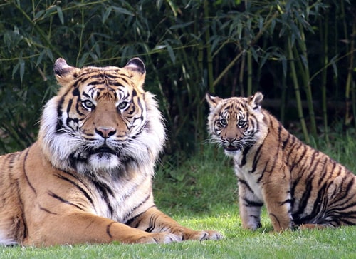 Zoo de Champrepus - Gites Maisons de Familles